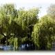 Weeping Willows