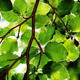 Leafy View | | | Photography Leafy View