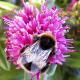 Bee | | | Photography Bee