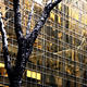 Tree and Reflection