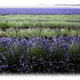 lavender fields