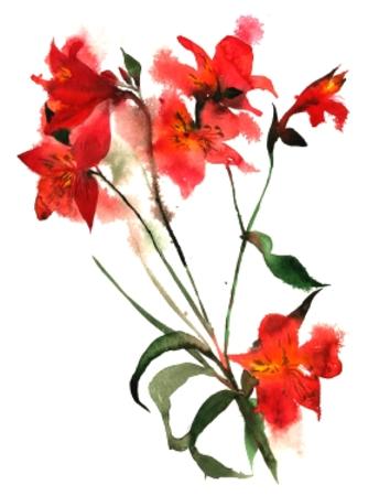 Alstroemeria