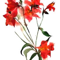 Alstroemeria
