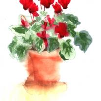 Cyclamen