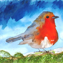 robin on fir tree-rich blue sky