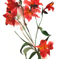 hidden Alstroemeria