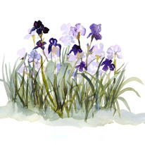 hidden Iris bed