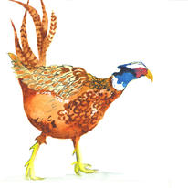 hidden Purposeful Pheasant