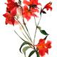 Alstroemeria | | | Watercolour Alstroemeria