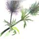 Teasel | | | Watercolour Teasel