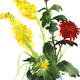 Red and yellow summer…