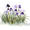 Iris bed