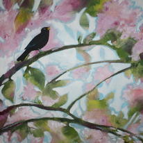 Blackbird in blossom