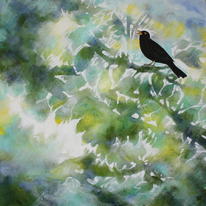 Blackbird in song