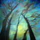 beech trees | £265 | 60 x 60cm | acrylic on canvas beech trees