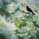 Blackbird in song