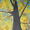 beech tree