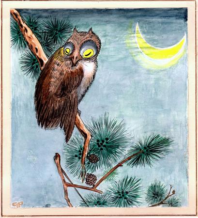 Owl in a Pine Tree