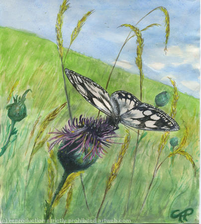 Marbled White on Grassland