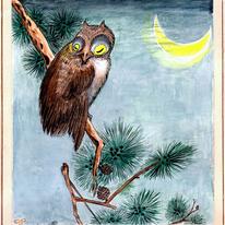 Owl in a Pine Tree
