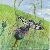 Marbled White on Grassland
