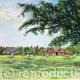 Cricket Match at Ickwell…