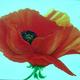 Georgia Poppy