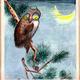 Owl in a Pine Tree