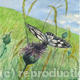 Marbled White on Grassland