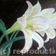 Lily