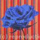 Rose-blue