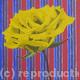 Rose-yellow