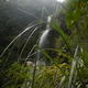 Forest waterfall | | | Forest waterfall