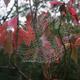 Spider web 1 | | | Spider web 1