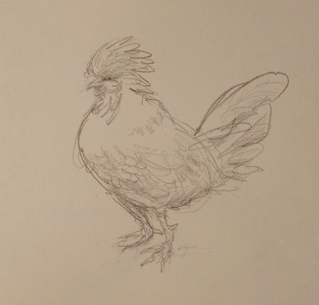 Cockerel