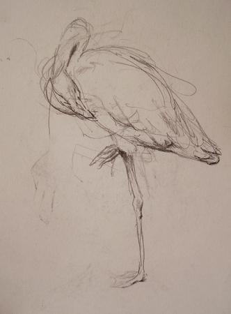 Flamingo