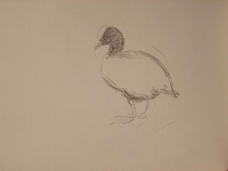 Coot