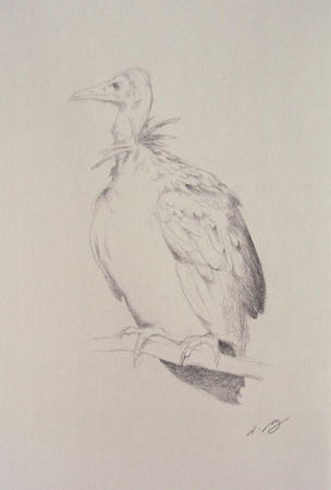 Vulture Study I
