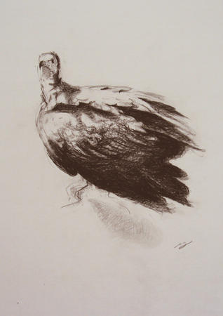 Vulture Study II