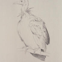 Vulture Study I