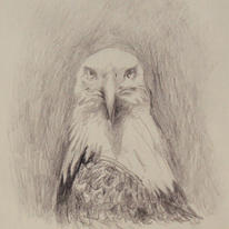 Eagle Study II