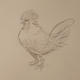 Cockerel