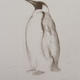 Penguin Study I
