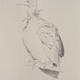 Vulture Study I