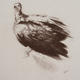 Vulture Study II