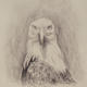 Eagle Study II