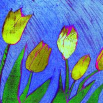 yellow tulips