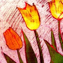 orange tulips