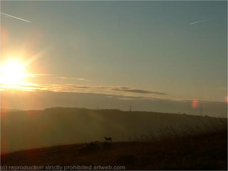 Lambs at Sunrise