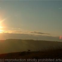 Lambs at Sunrise